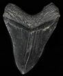 Large, Fossil Megalodon Tooth #57450-2